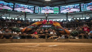 Cách Chọn Sảnh Đá Gà Cựa Dao Philippines Chuẩn Xác Cho Kê Thủ